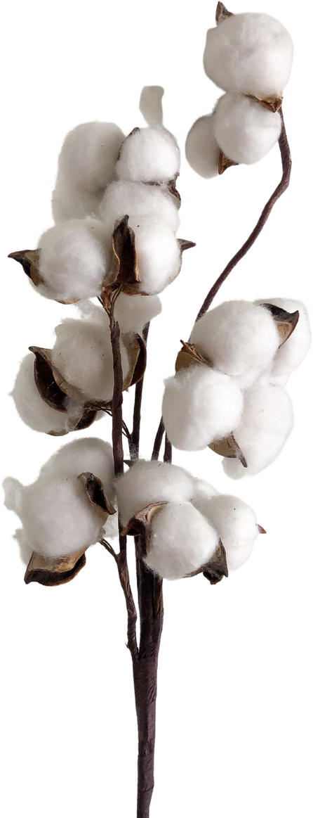 cotton plant